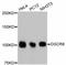 DGCR8 Microprocessor Complex Subunit antibody, STJ113121, St John