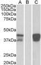 POU Class 2 Homeobox Associating Factor 1 antibody, PA1-9020, Invitrogen Antibodies, Western Blot image 