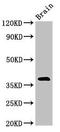 Neuronal Differentiation 6 antibody, orb51914, Biorbyt, Western Blot image 