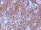 Chromogranin A antibody, NBP2-48064, Novus Biologicals, Immunohistochemistry paraffin image 