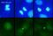 Polo Like Kinase 1 antibody, ab17056, Abcam, Immunocytochemistry image 