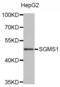 Phosphatidylcholine:ceramide cholinephosphotransferase 1 antibody, abx004001, Abbexa, Western Blot image 