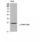 TIR Domain Containing Adaptor Protein antibody, LS-C381702, Lifespan Biosciences, Western Blot image 