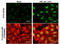 Protein Kinase, DNA-Activated, Catalytic Subunit antibody, GTX132794, GeneTex, Immunofluorescence image 