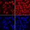 FRAT Regulator Of WNT Signaling Pathway 2 antibody, AF7980, R&D Systems, Immunofluorescence image 