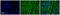 SH3 Domain Containing Kinase Binding Protein 1 antibody, GTX45417, GeneTex, Immunohistochemistry paraffin image 