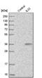 Interleukin 33 antibody, HPA024426, Atlas Antibodies, Western Blot image 