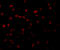 Ribosomal Protein S6 Kinase A1 antibody, 3511, ProSci, Immunofluorescence image 