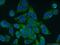 Hydroxysteroid Dehydrogenase Like 2 antibody, 15631-1-AP, Proteintech Group, Immunofluorescence image 