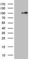 Epithelial Cell Transforming 2 antibody, LS-C340261, Lifespan Biosciences, Western Blot image 