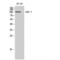 Diacylglycerol Kinase Theta antibody, LS-C383129, Lifespan Biosciences, Western Blot image 