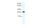 Annexin A4 antibody, 28-552, ProSci, Western Blot image 