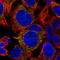 Adenylate Kinase 4 antibody, PA5-61978, Invitrogen Antibodies, Immunofluorescence image 