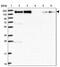 BCL2 Associated Athanogene 6 antibody, PA5-60928, Invitrogen Antibodies, Western Blot image 