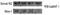 Growth Arrest And DNA Damage Inducible Gamma antibody, M04681, Boster Biological Technology, Western Blot image 