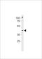 POU Class 3 Homeobox 3 antibody, LS-C203996, Lifespan Biosciences, Western Blot image 