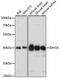Isocitrate Dehydrogenase (NAD(+)) 3 Alpha antibody, LS-C749645, Lifespan Biosciences, Western Blot image 