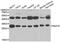 Te2 antibody, abx005310, Abbexa, Western Blot image 