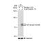 Raf-1 Proto-Oncogene, Serine/Threonine Kinase antibody, GTX03221, GeneTex, Western Blot image 