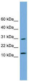 Golgin A7 antibody, TA345065, Origene, Western Blot image 