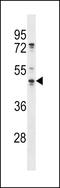 Obg Like ATPase 1 antibody, LS-C163115, Lifespan Biosciences, Western Blot image 