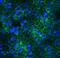 Claudin 3 antibody, A04393-3, Boster Biological Technology, Immunofluorescence image 