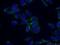 ADP Ribosylation Factor Interacting Protein 1 antibody, 17726-1-AP, Proteintech Group, Immunofluorescence image 