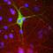 Peripherin antibody, PER, Aves Labs, Immunofluorescence image 