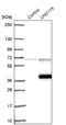 Unc-119 Lipid Binding Chaperone antibody, NBP1-81708, Novus Biologicals, Western Blot image 