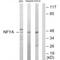 Nuclear Transcription Factor Y Subunit Alpha antibody, PA5-49795, Invitrogen Antibodies, Western Blot image 