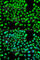 Golgi Associated PDZ And Coiled-Coil Motif Containing antibody, A7513, ABclonal Technology, Immunofluorescence image 