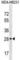 H1 Histone Family Member O Oocyte Specific antibody, abx029340, Abbexa, Western Blot image 