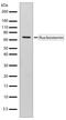 G Protein Nucleolar 3 antibody, 710188, Invitrogen Antibodies, Western Blot image 