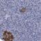 Forkhead Box R2 antibody, PA5-56947, Invitrogen Antibodies, Immunohistochemistry paraffin image 