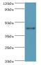 Regulator Of G Protein Signaling 20 antibody, LS-C376472, Lifespan Biosciences, Western Blot image 