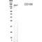 Semaphorin 4D antibody, GTX70396, GeneTex, Western Blot image 