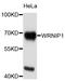 ATPase WRNIP1 antibody, STJ111597, St John