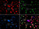 V(D)J recombination-activating protein 2 antibody, A5626, ABclonal Technology, Immunofluorescence image 