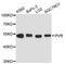 PVR Cell Adhesion Molecule antibody, abx127023, Abbexa, Western Blot image 
