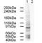 AP-1 complex subunit gamma-1 antibody, orb86584, Biorbyt, Western Blot image 