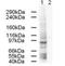 Adaptor Related Protein Complex 1 Subunit Gamma 1 antibody, orb86584, Biorbyt, Western Blot image 