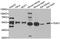TEA Domain Transcription Factor 1 antibody, orb247618, Biorbyt, Western Blot image 
