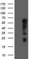 Tripartite Motif Containing 9 antibody, LS-C175114, Lifespan Biosciences, Western Blot image 