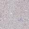 Nucleoporin 155 antibody, HPA037775, Atlas Antibodies, Immunohistochemistry frozen image 