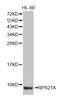 Ribosomal Protein S27a antibody, LS-C331829, Lifespan Biosciences, Western Blot image 