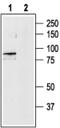 Transient Receptor Potential Cation Channel Subfamily V Member 4 antibody, PA5-77319, Invitrogen Antibodies, Western Blot image 