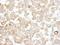 Diacylglycerol Kinase Zeta antibody, A302-967A, Bethyl Labs, Immunohistochemistry paraffin image 