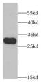 Ribosomal Protein L13 antibody, FNab07412, FineTest, Western Blot image 