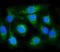Cytochrome C Oxidase Subunit 6B1 antibody, A10285-2, Boster Biological Technology, Immunofluorescence image 
