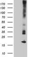 Matrix Gla Protein antibody, TA806453, Origene, Western Blot image 